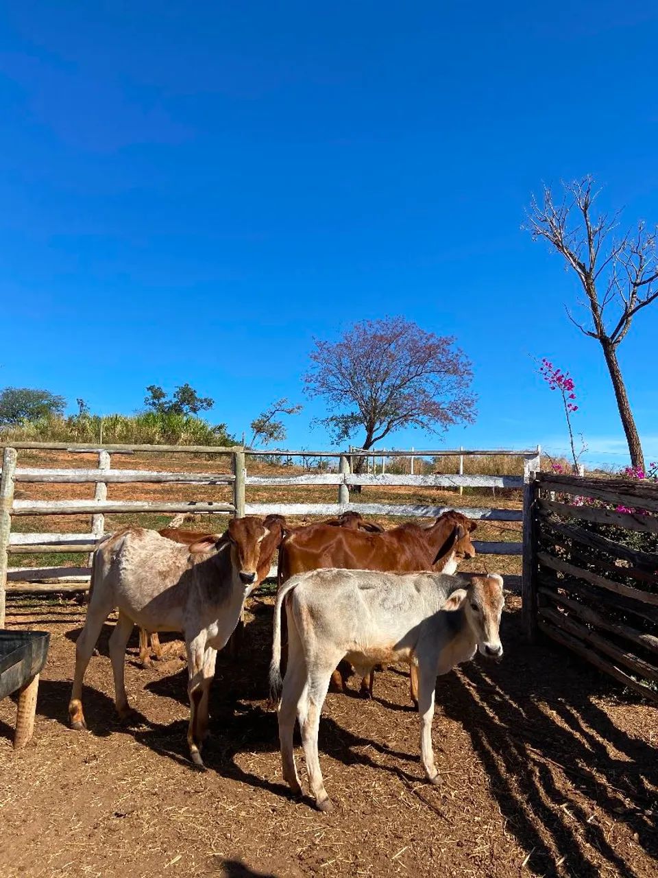 Vendo 3 bezerro macho e 3 bezerra fêmea 