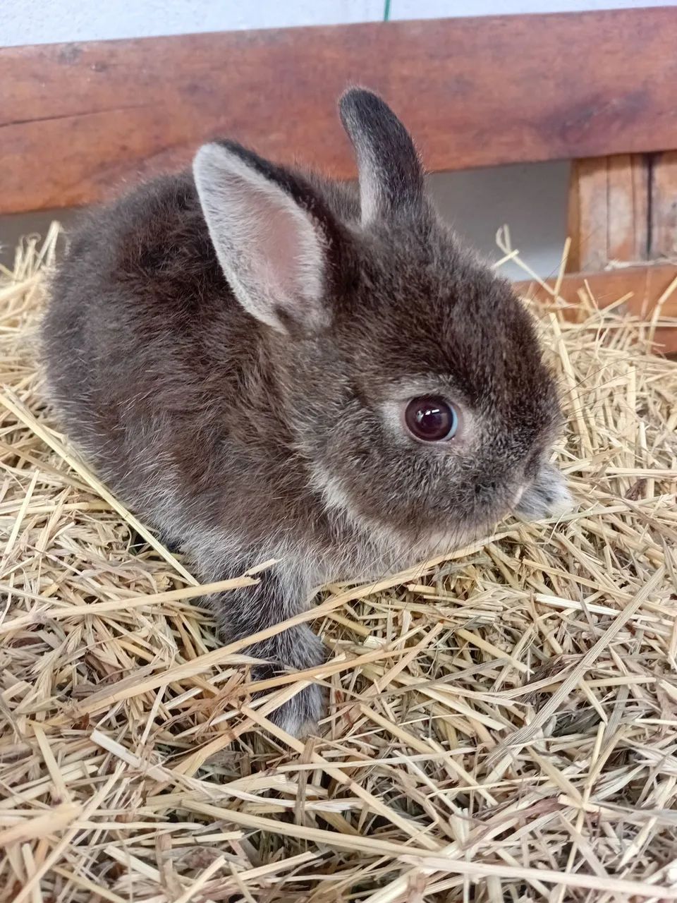 Femunha de Netherland dwarf  - Foto 2