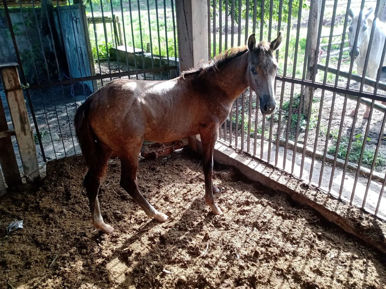 Portinho com 4 meses 