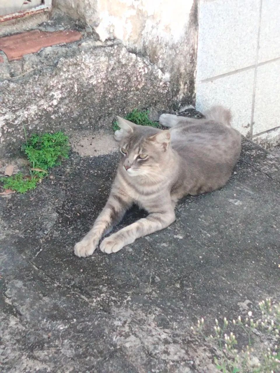 Gato Cinza - Foto 2