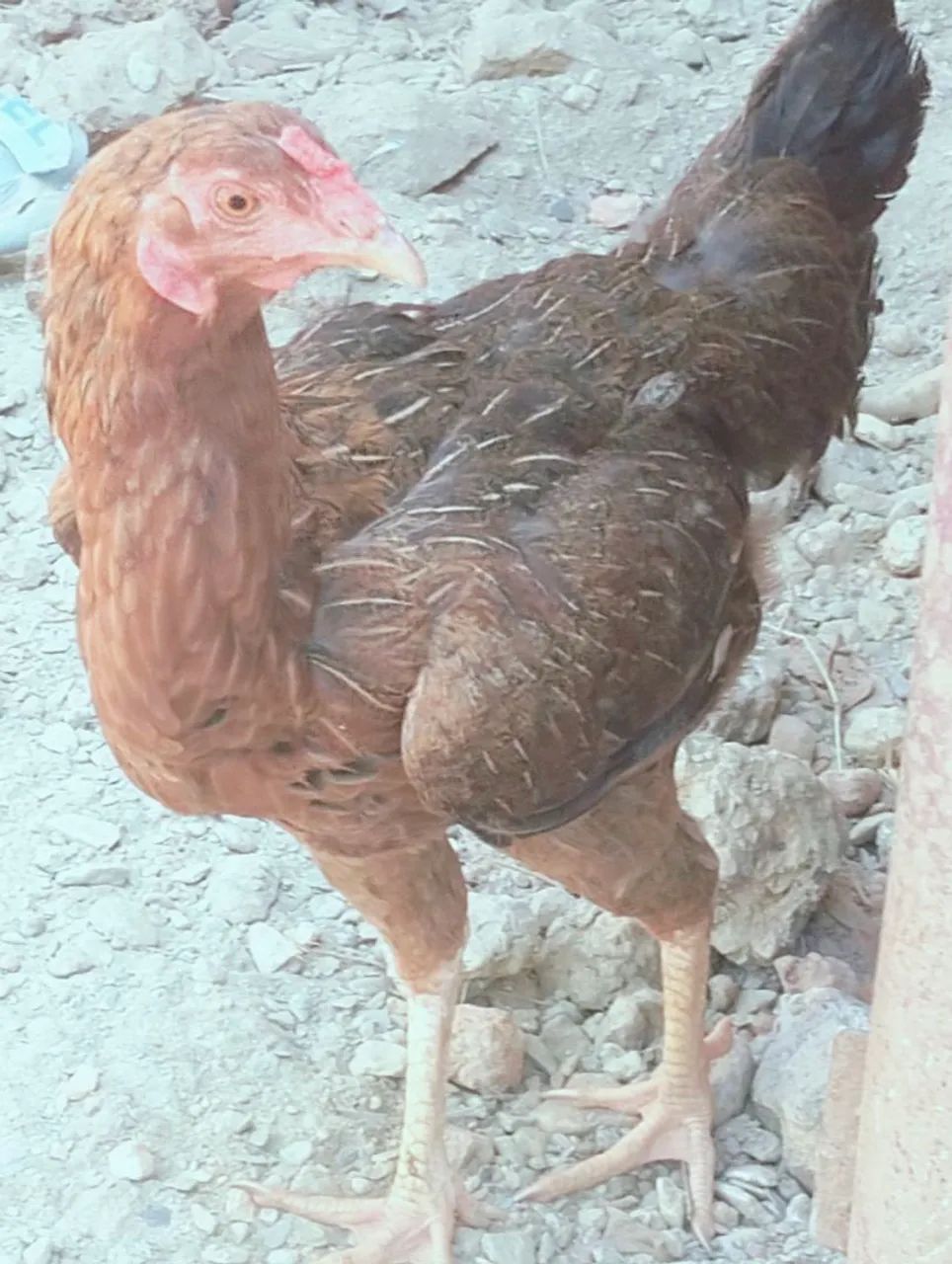 Galinha caipira e pato 