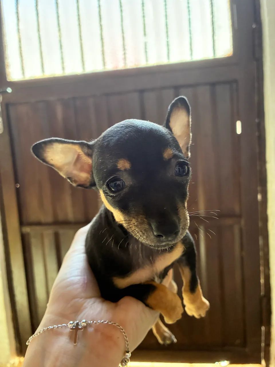 pinsher mini - Foto 2