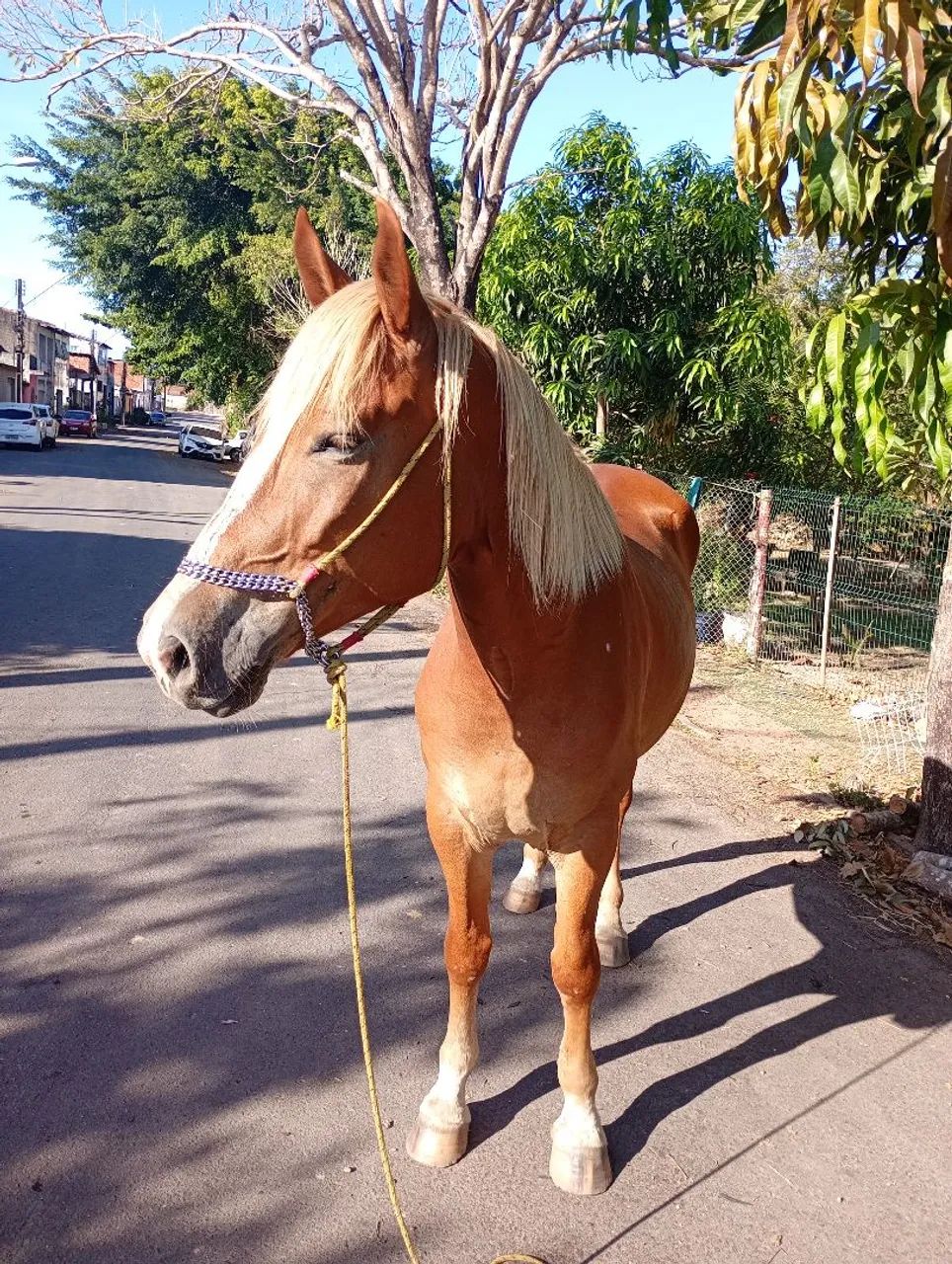 Égua QM x bretao  - Foto 3
