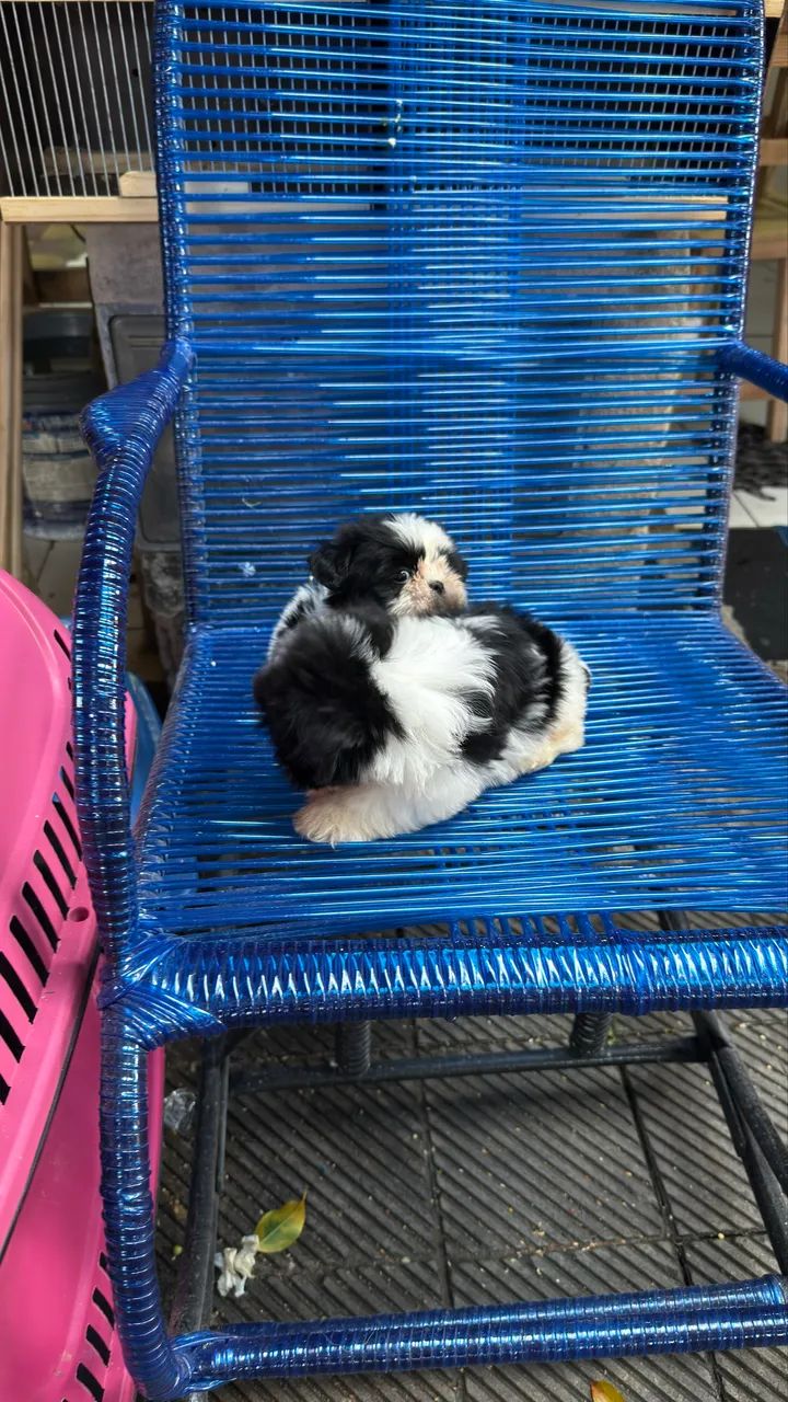Lindos filhotes de ShihTzu mini  - Foto 3