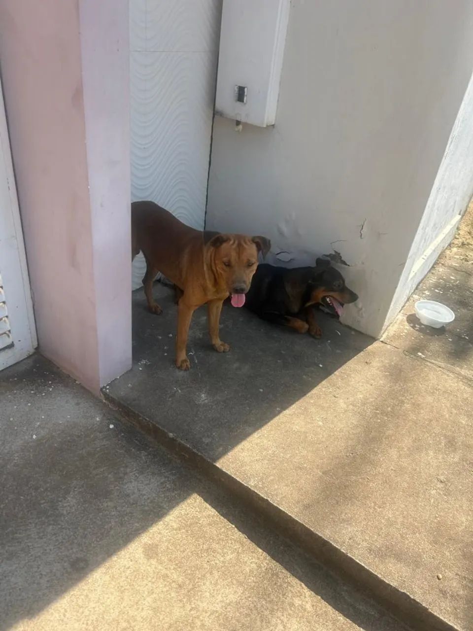 Cachorro perdido 