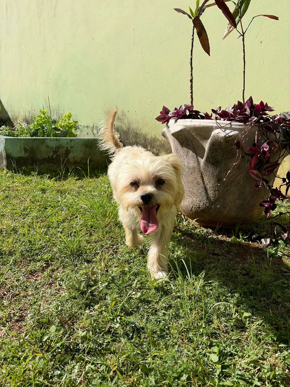 Adoção responsável! - Foto 3
