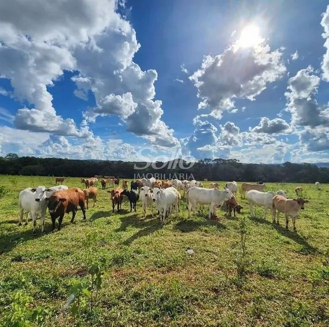 Venda Fazenda DOURADINHO - Foto 5