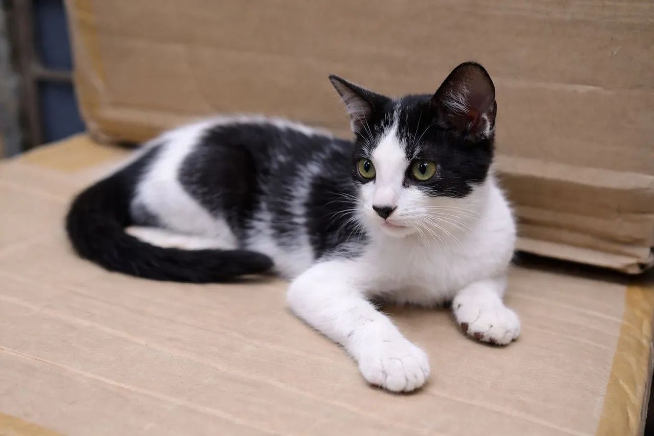 Doação desse gatinho..  - Foto 2