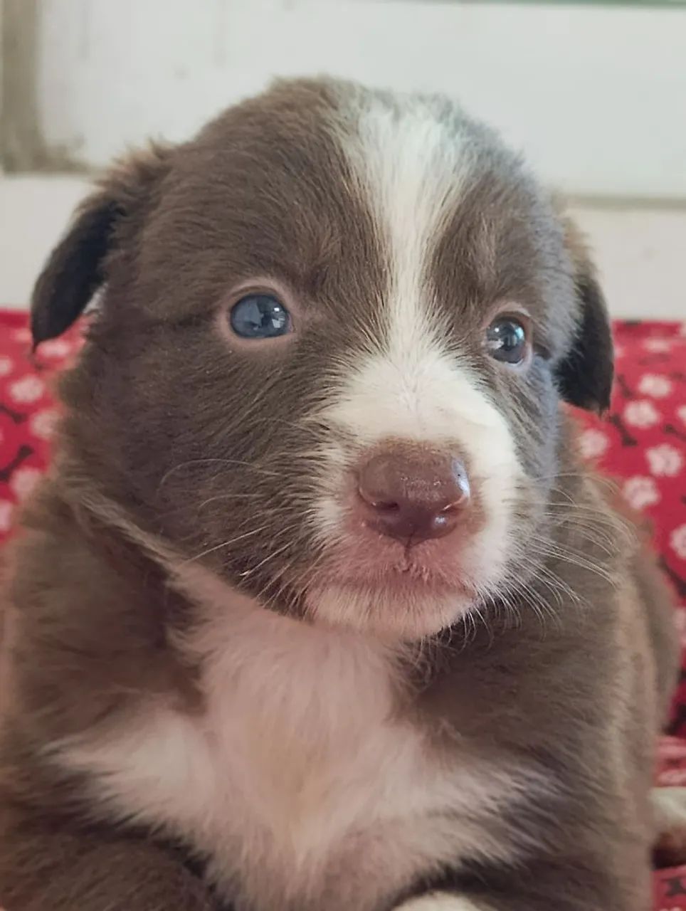 Border Collie, filhotes com cores exóticas. - Foto 2