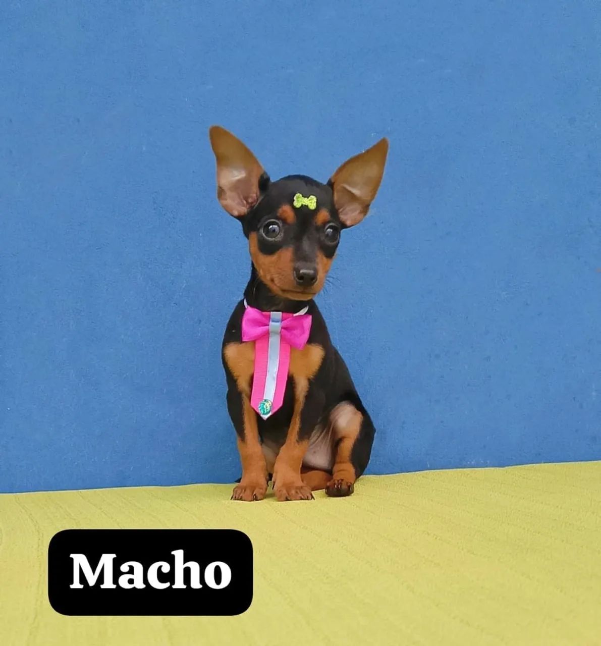 Pinscher com 48 dias com vacina importada 