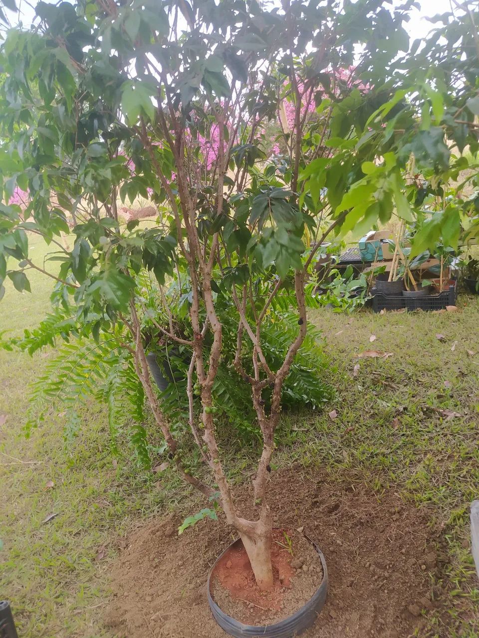 Jaboticaba  ibrida 