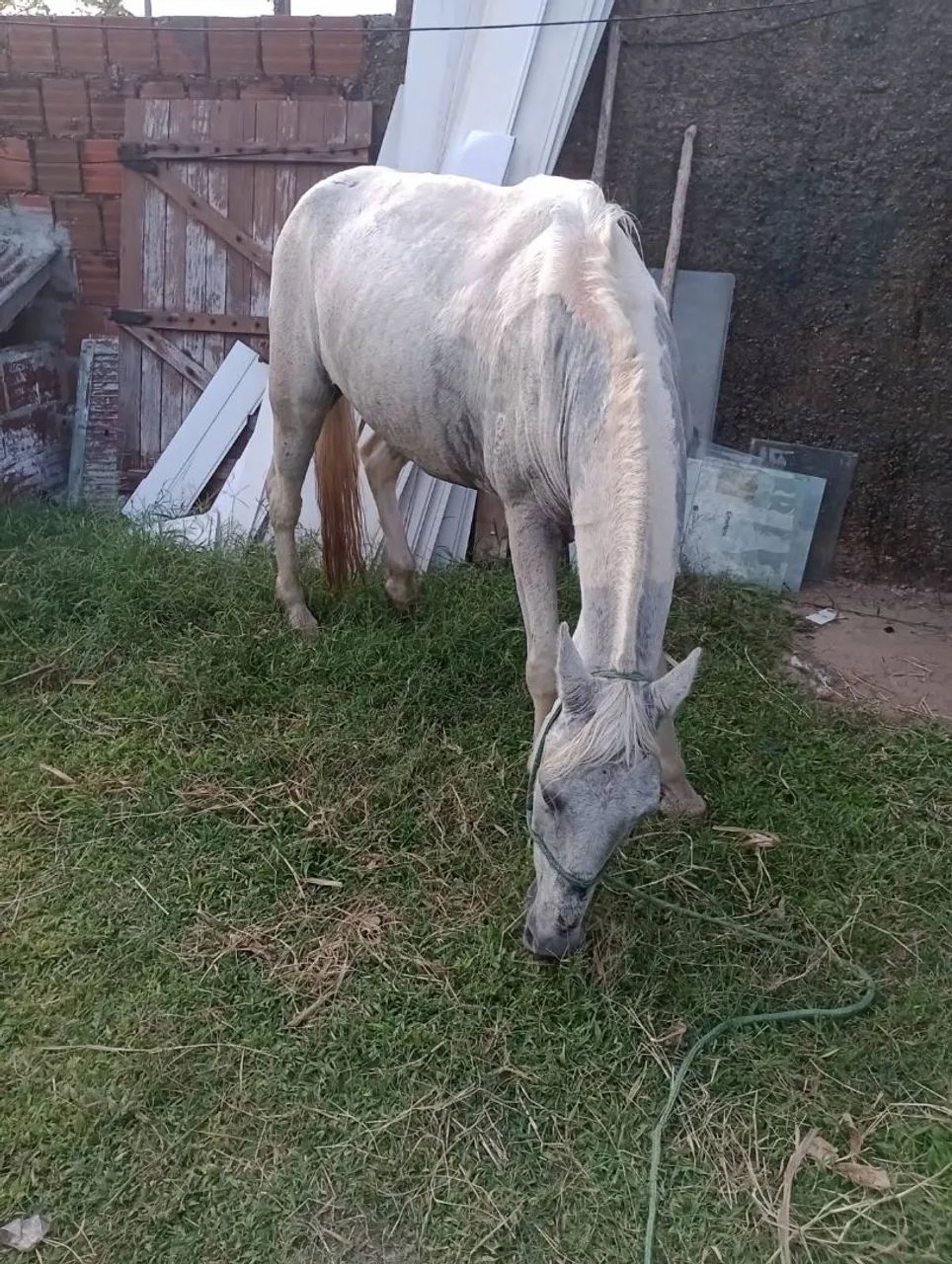 Cavalo  - Foto 2