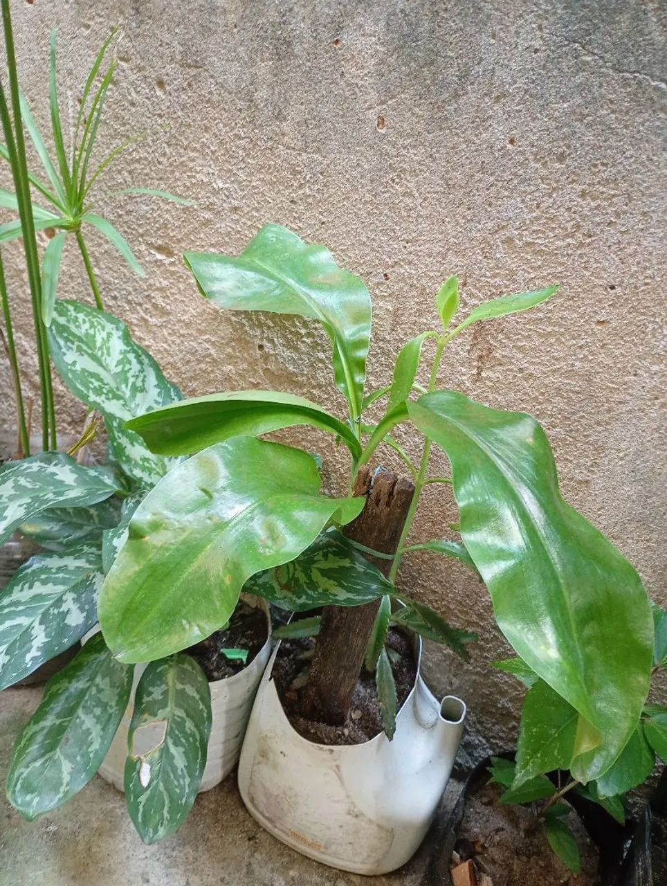 Planta Orquídea 
