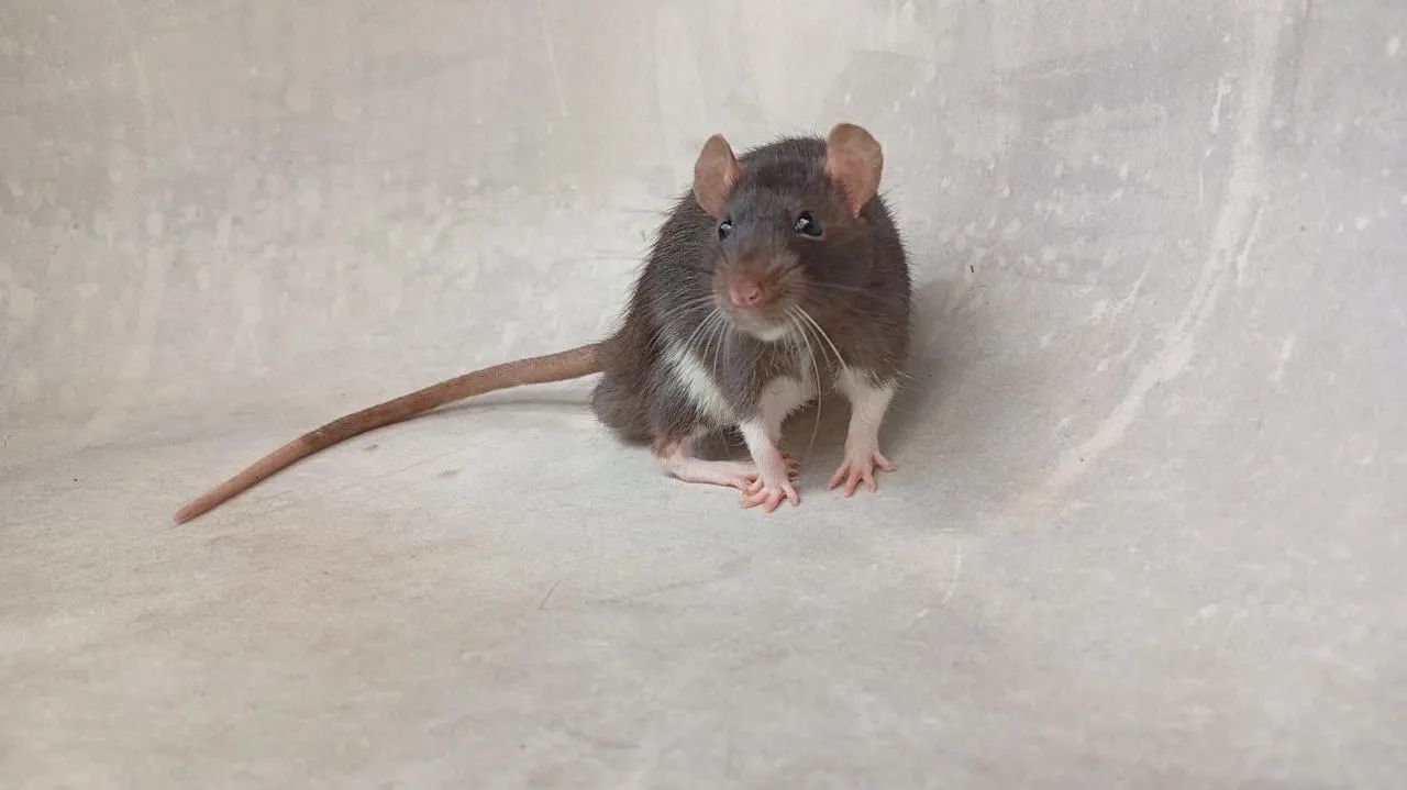 Ratinhos Twister  - Foto 4