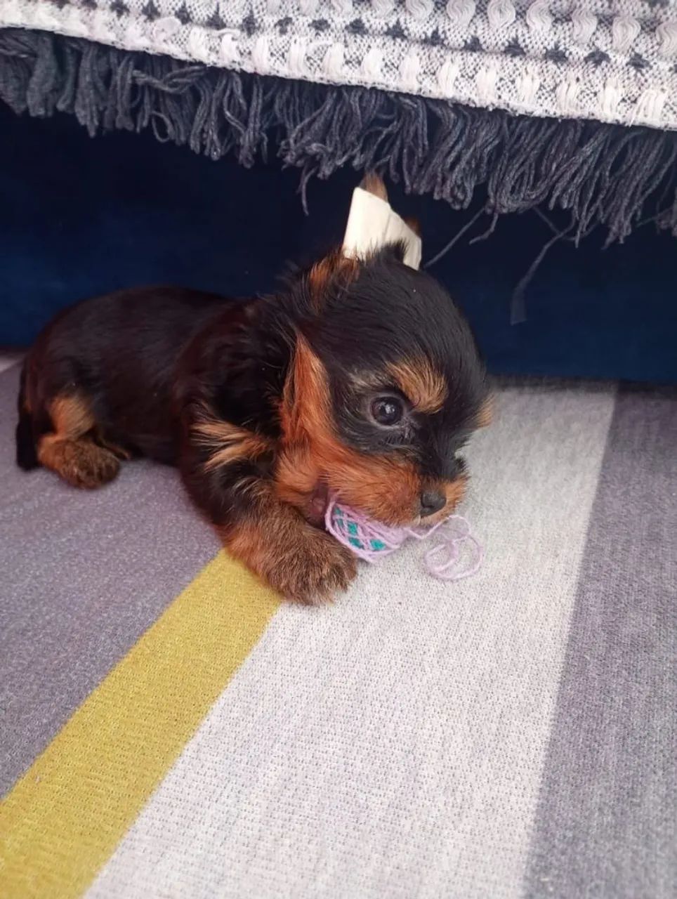 Belos filhotes de Yorkshire Micros  com procedência  - Foto 3