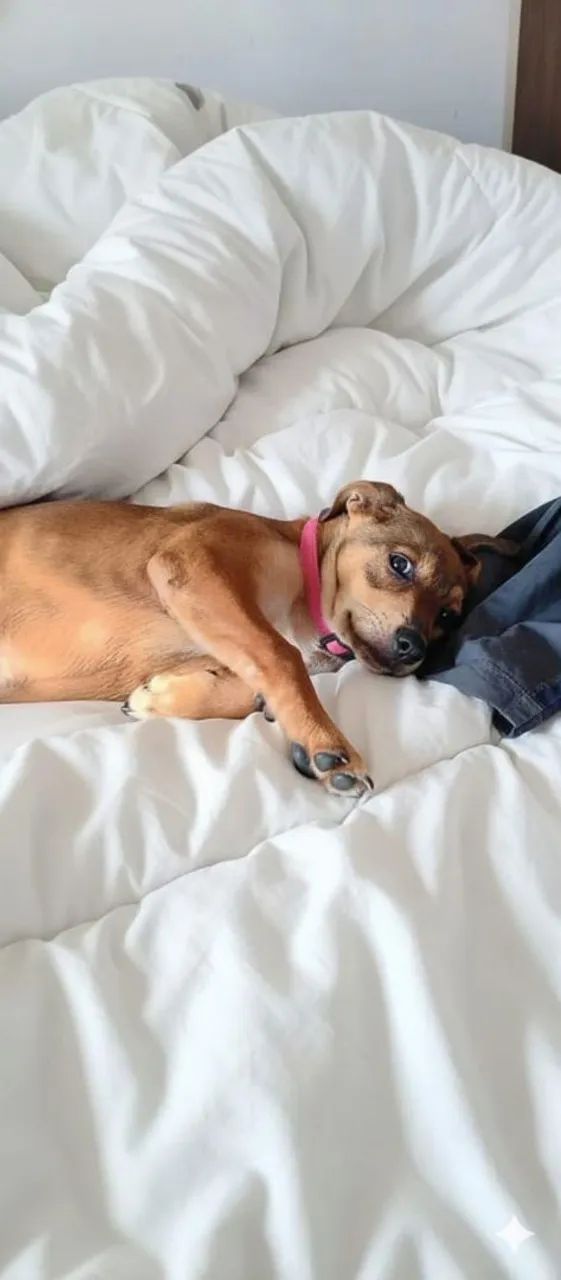 adoção de cachorrinhos 