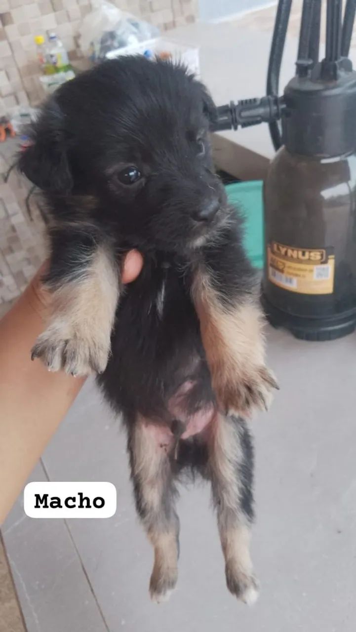 Doação responsável  - Foto 4