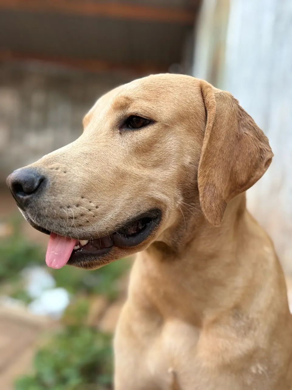 Doação cachorro 