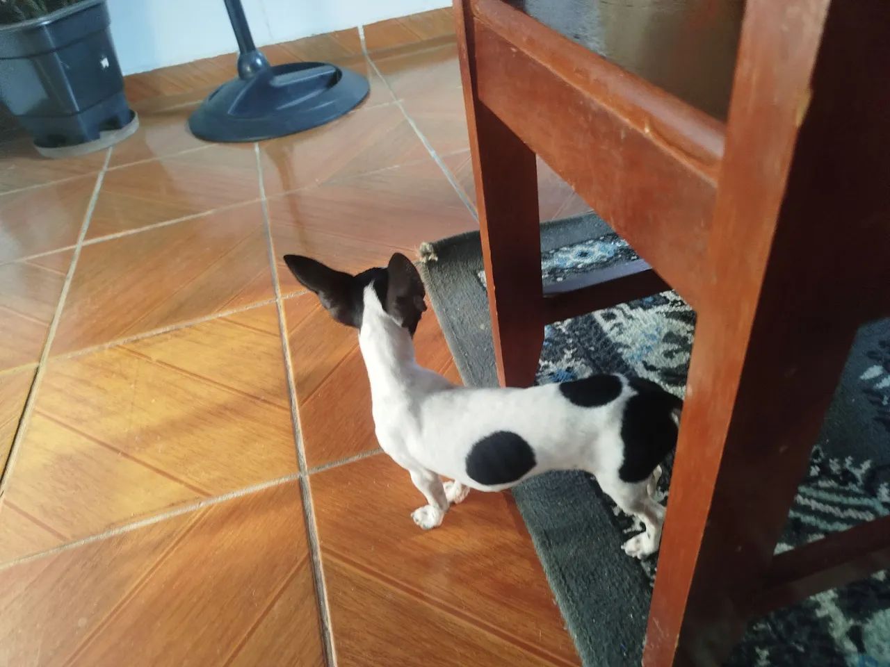 Pit número 1 - Foto 2