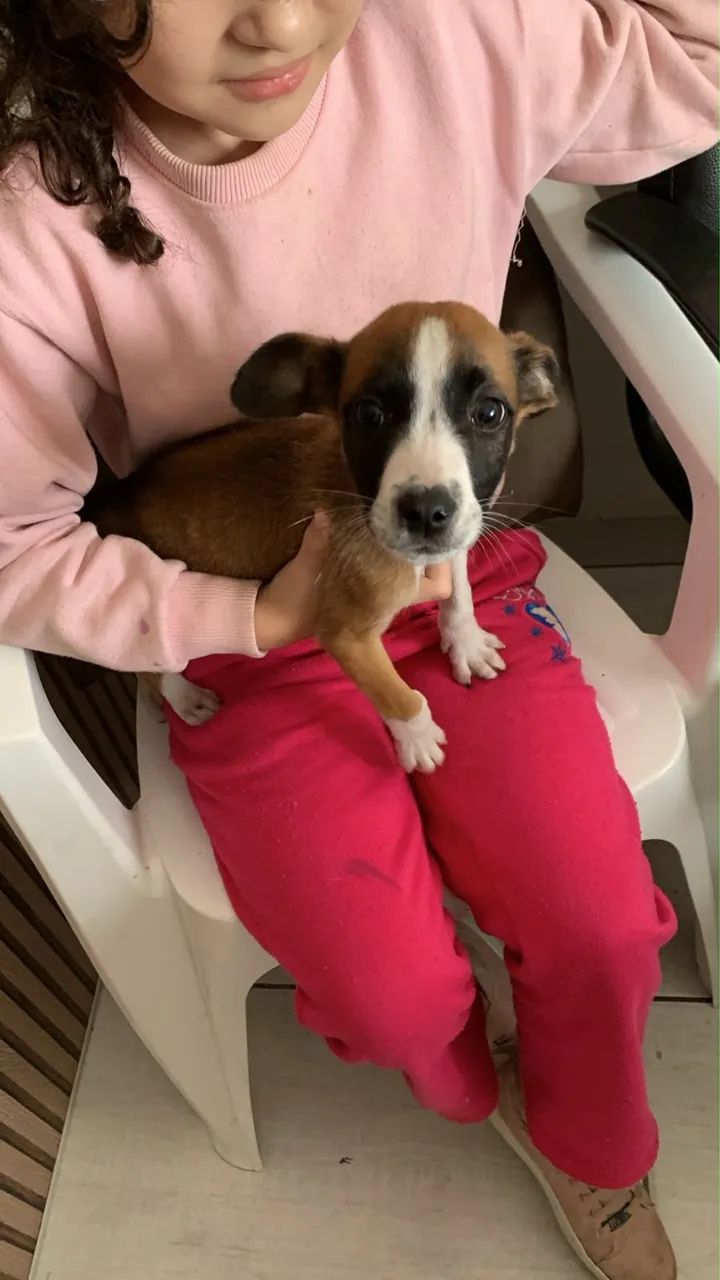 Filhote de cachorro macho