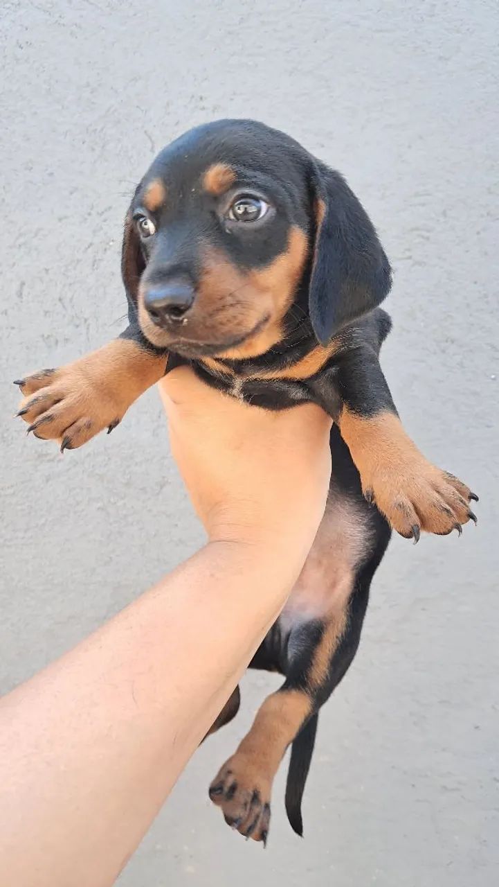 Dachshund Chocolate Merle  - Foto 4