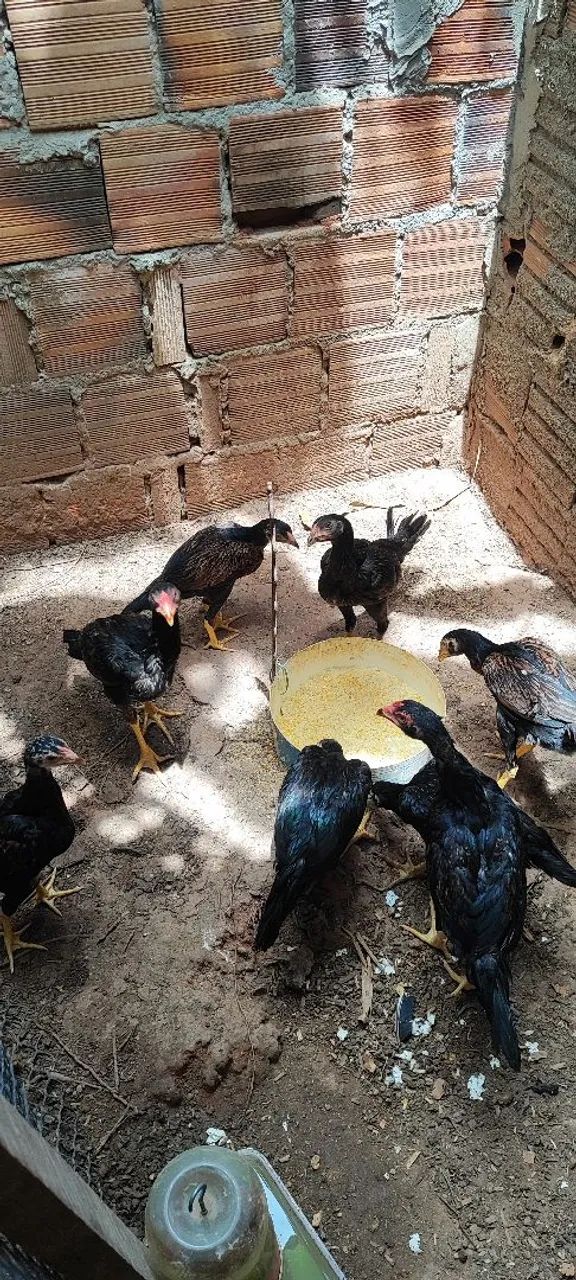 Frangos e frangas 