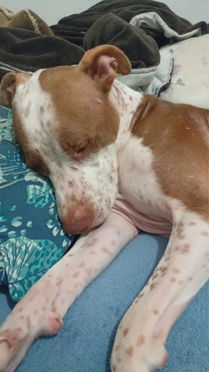 Adoção responsável Pitbull macho 