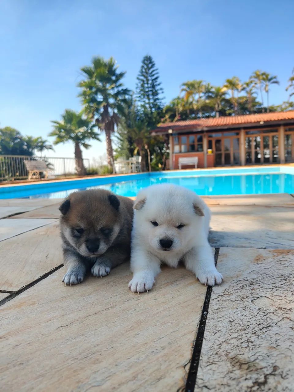 Shiba Inu - Foto 5