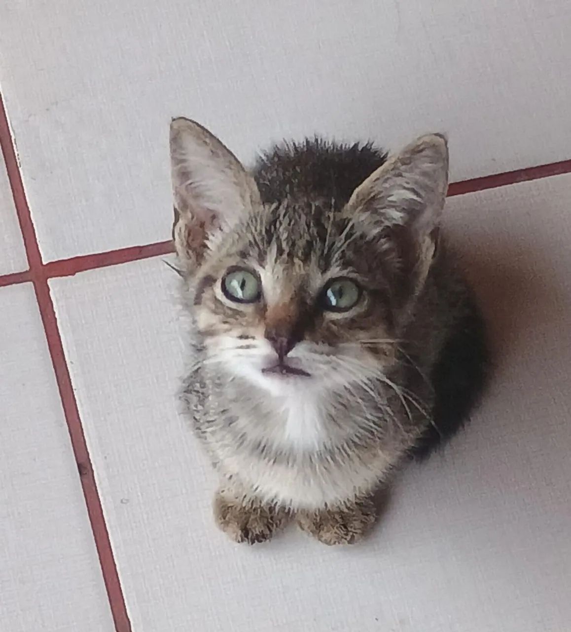 Doações gatinhos 2 meses castração garantida  - Foto 2