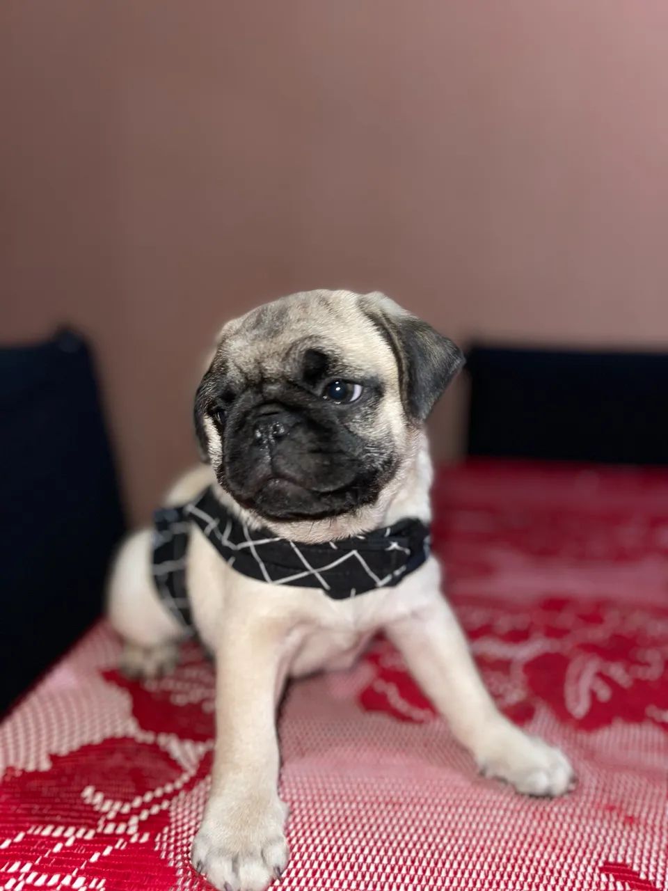 Vendo Pug Macho - Foto 5