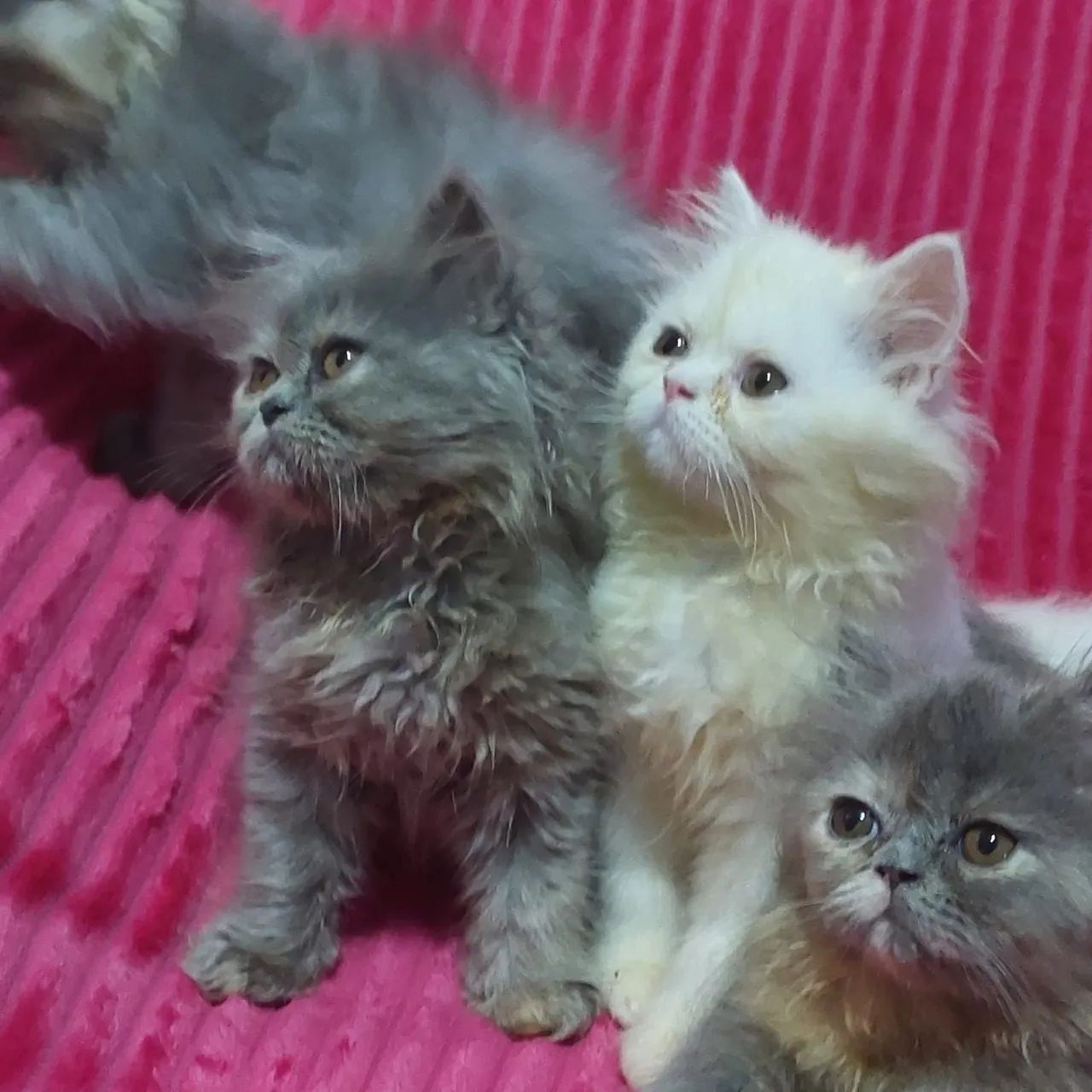 Gato persa fêmea e macho com 65 dias rasa pura - Foto 3