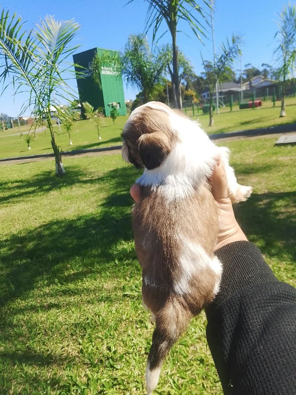 Vendo filhos de shitzu macho - Foto 3