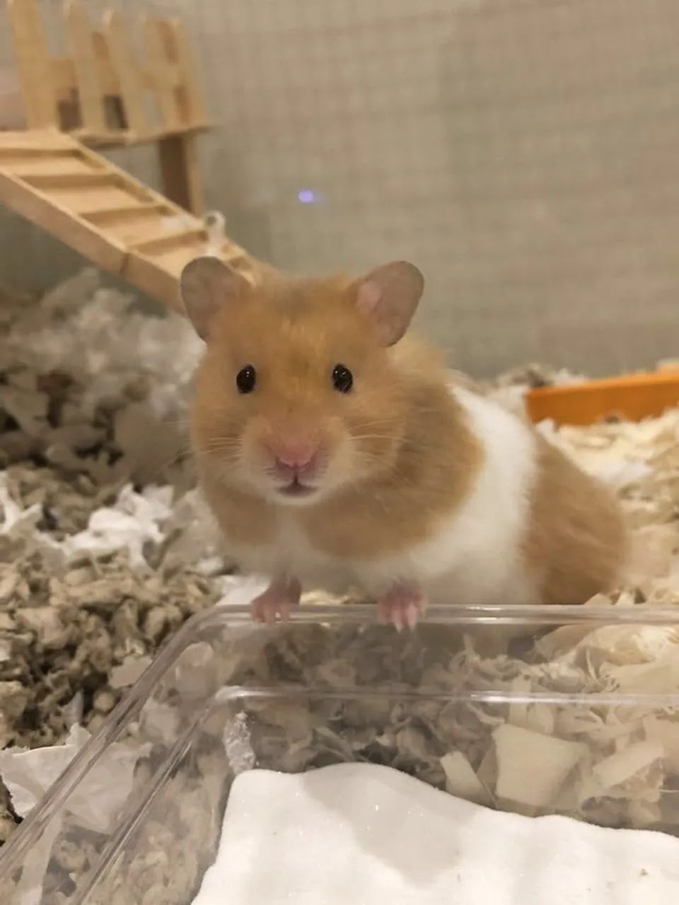 Vende-se hamster sirio. - Foto 2
