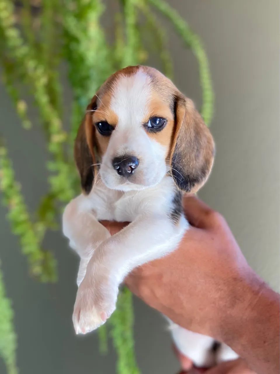 Filhotes Beagles 