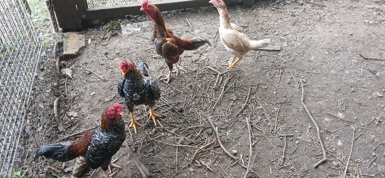 Galinha mini índio  - Foto 2