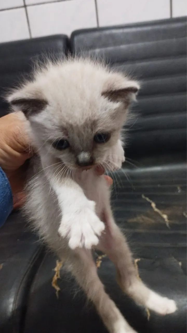 Doa se gatinhos - Foto 2