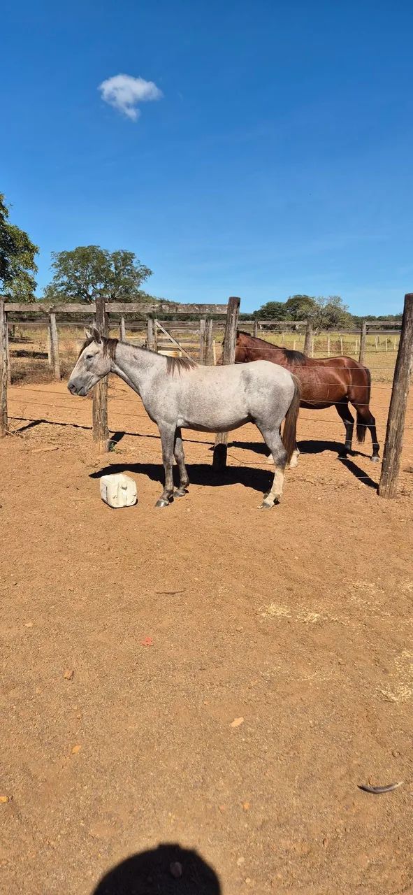 CAVALO E POTRO (Aceito gado) - Foto 4