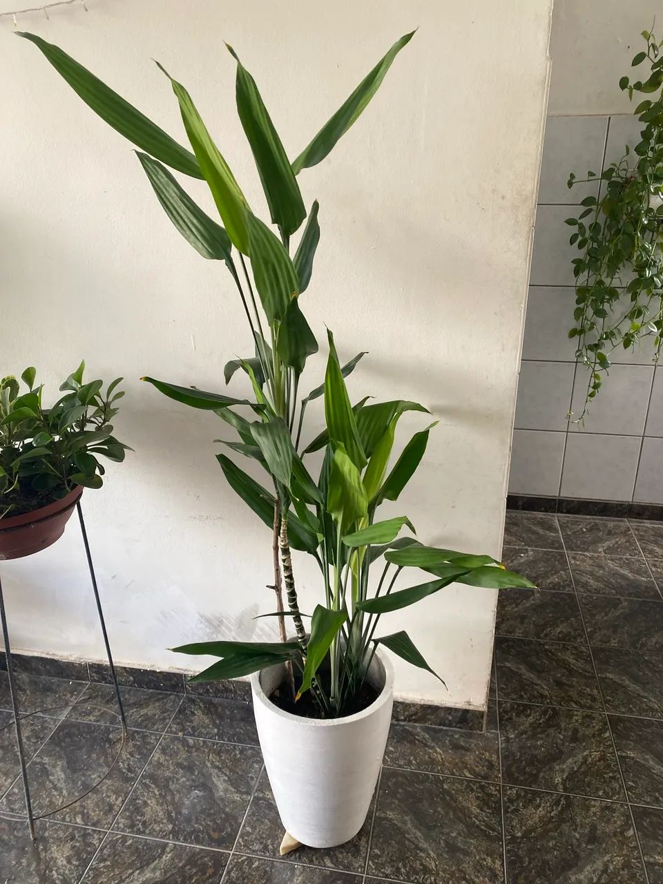 Planta Bambu da Sorte - Foto 2