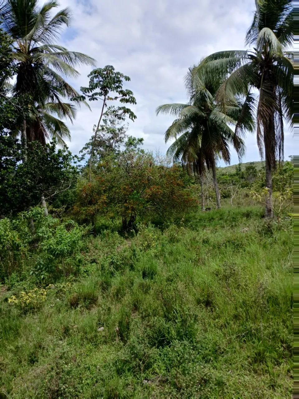 Fazenda com 200 tarefas - Foto 2