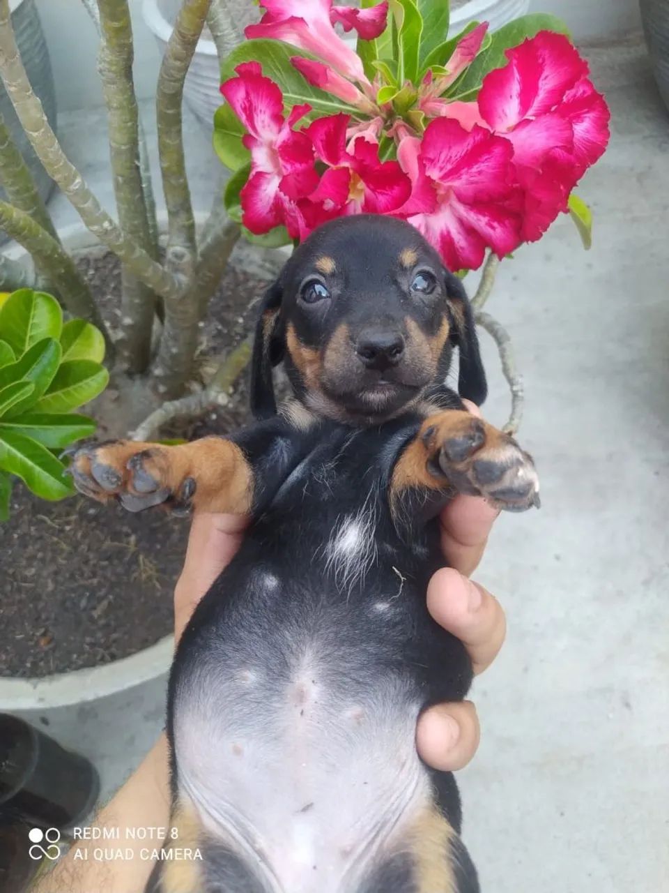 filhotes de salsicha - dachshund  - Foto 2