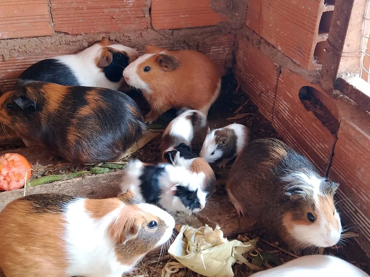 PPRQUINHO DA ÍNDIA  - Foto 5
