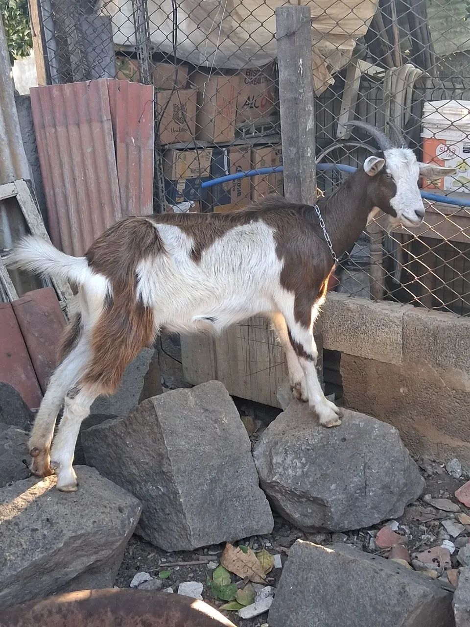 Vendo cabras leiteira  - Foto 2