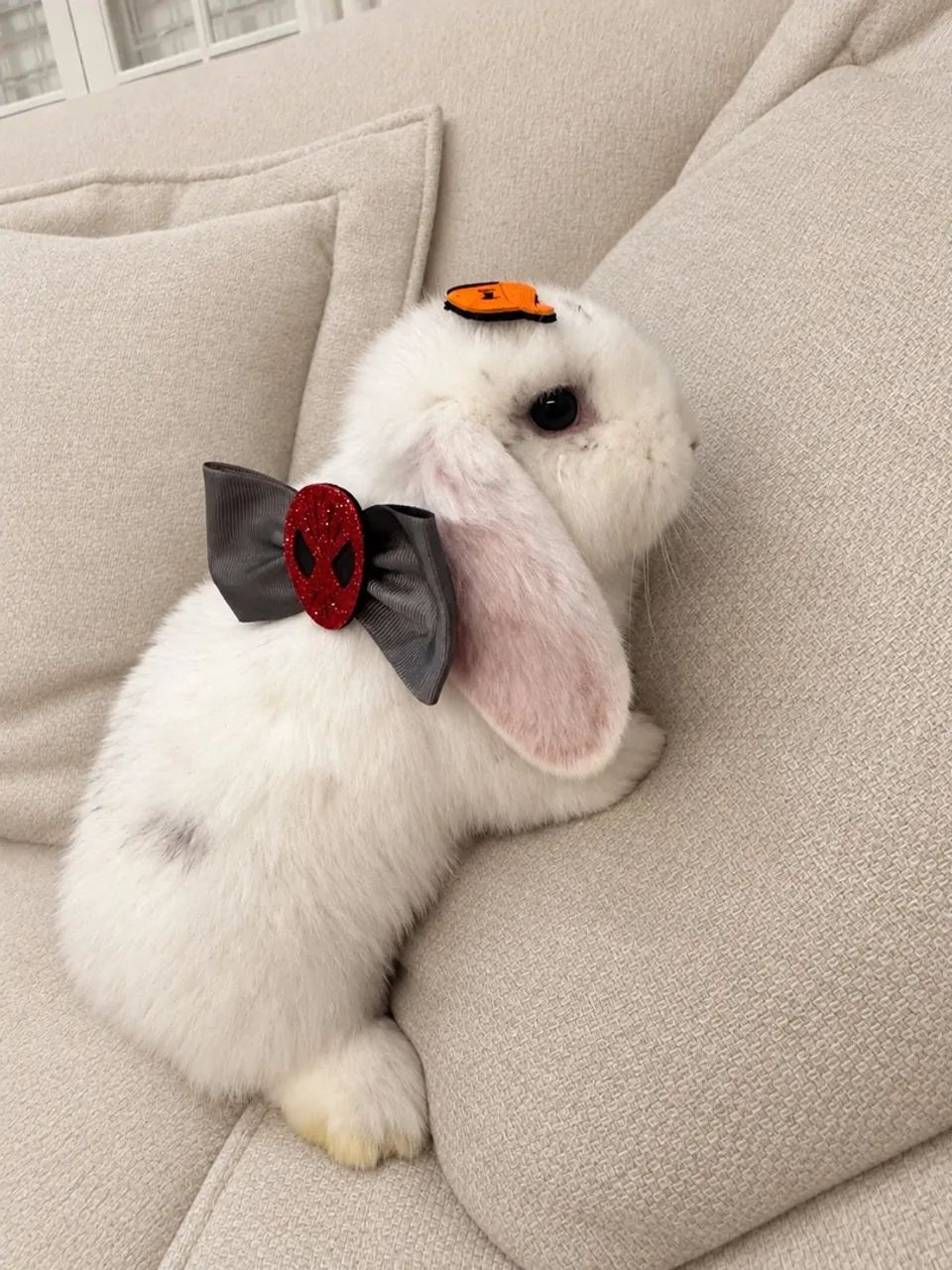 Coelhos mini Lop - Foto 4