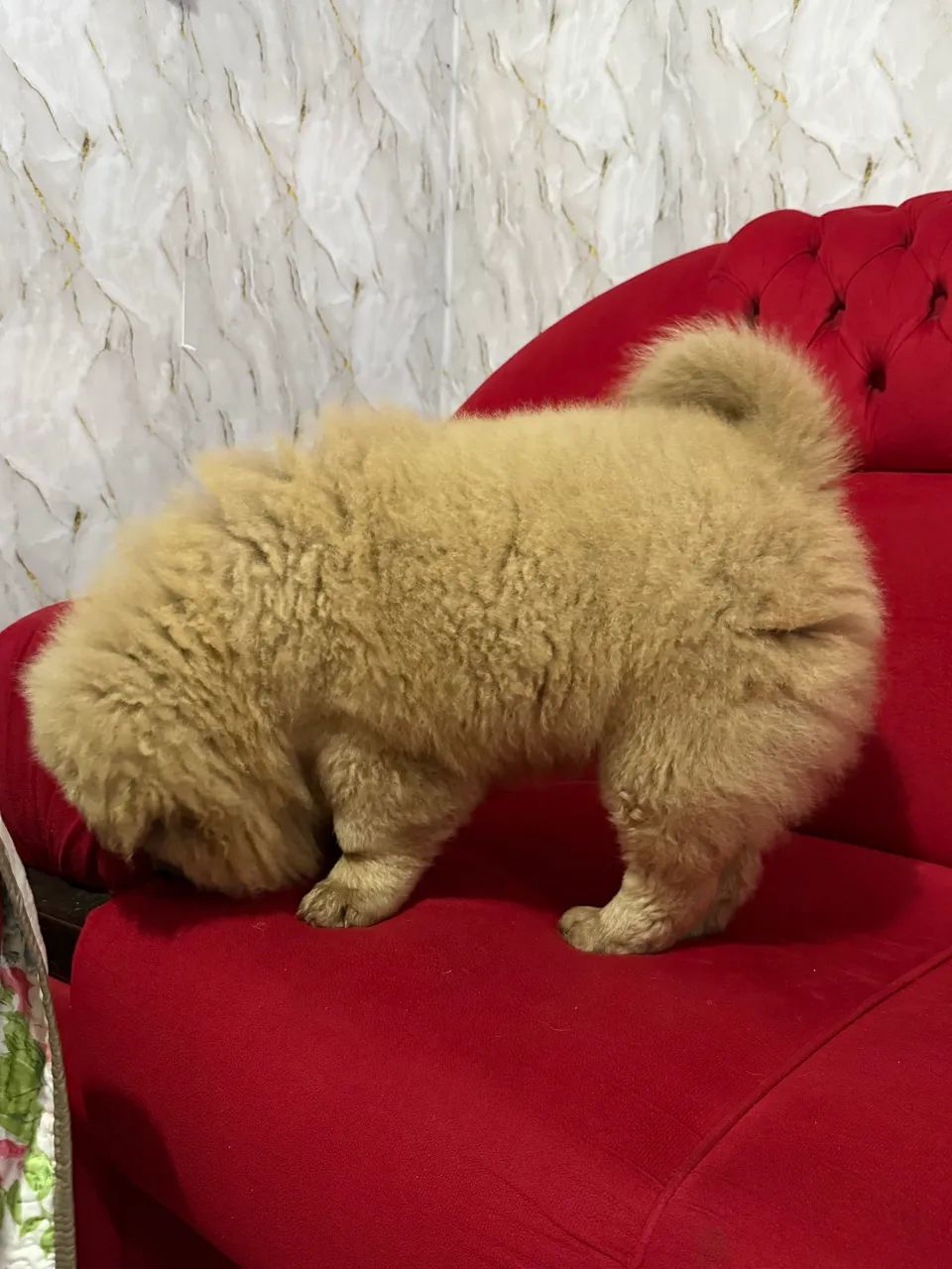 Chow Chow macho