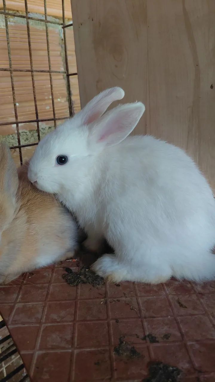 Coelhos - Foto 5