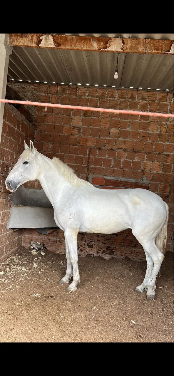Égua Mangalarga Marchador - Cavalo - Foto 2