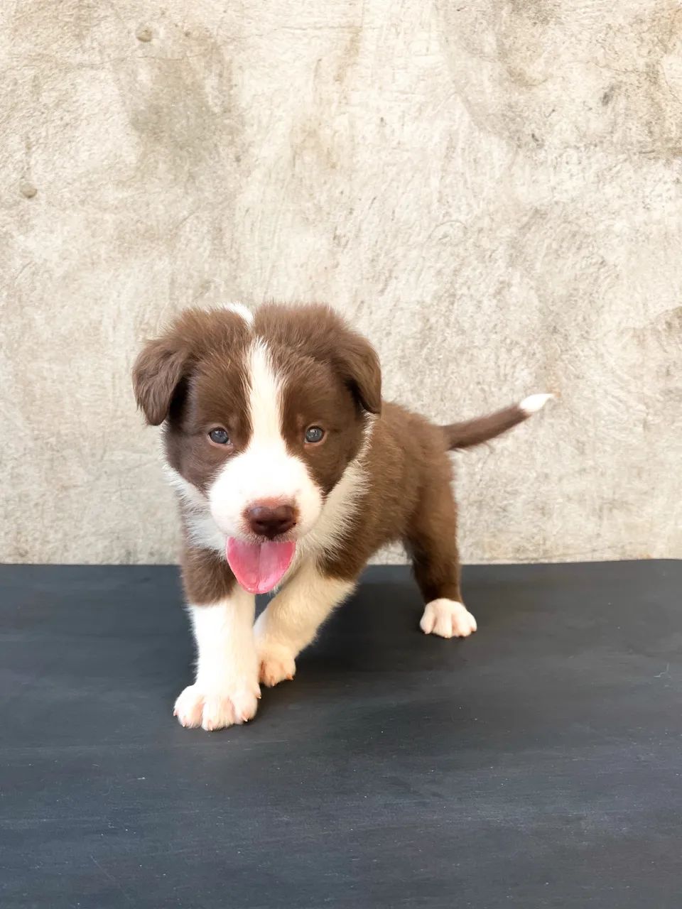 Border Collie  - Foto 2