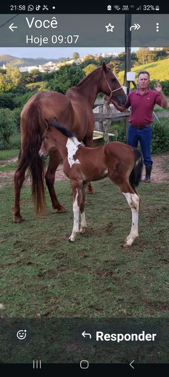 Garanhão MM registrado, preto Pampa - Foto 4