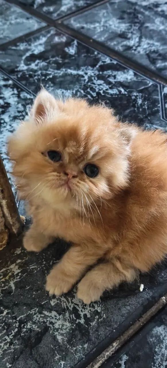 Filhote persa - Foto 3