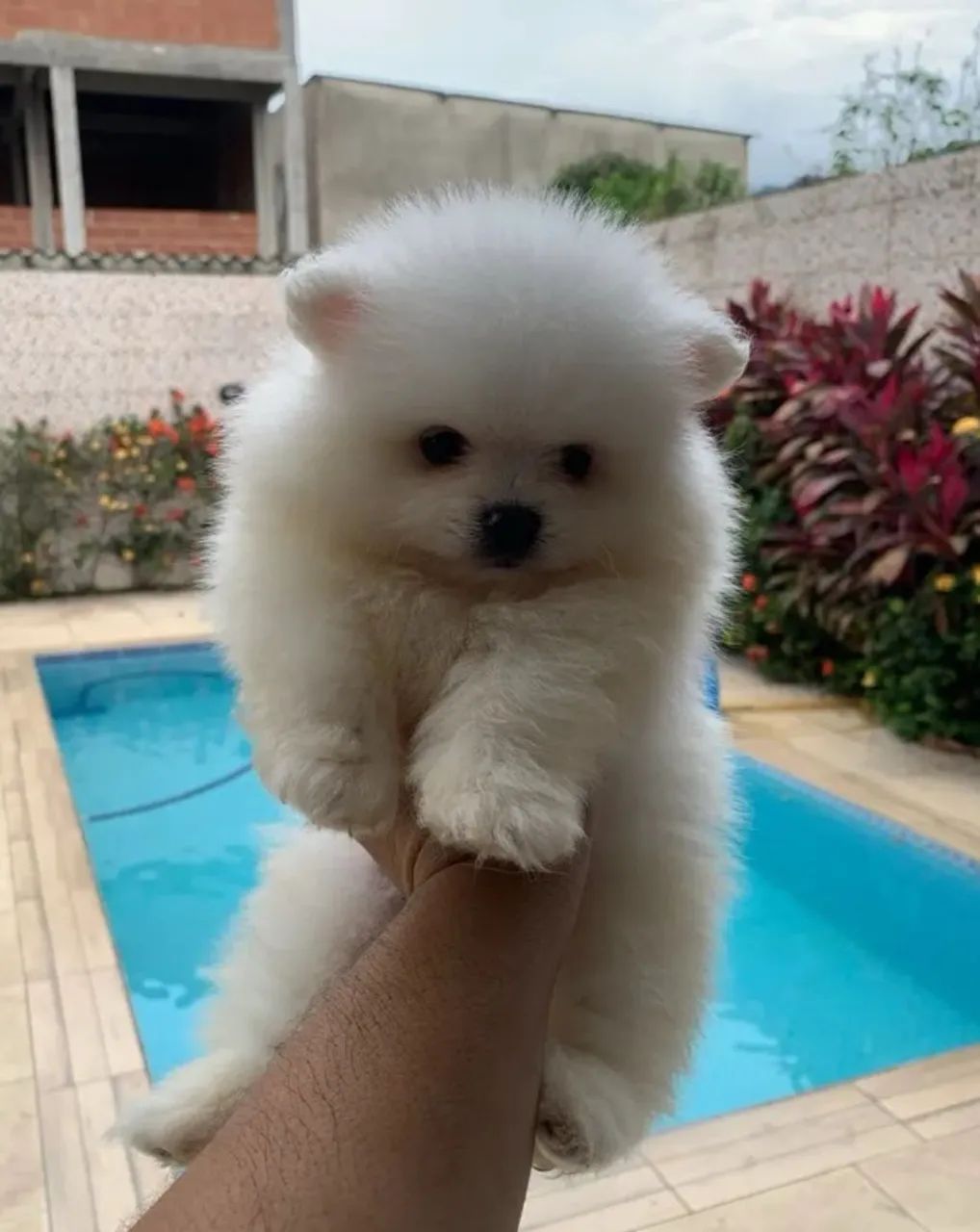 Lulu da Pomerania parcelamos 18 vezes sem juros  - Foto 3